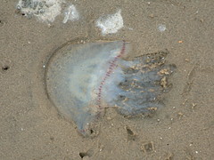 Crambionella stuhlmanni
