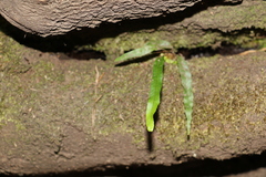 Asplenium attenuatum