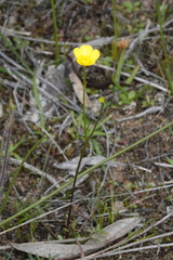 Ranunculus robertsonii