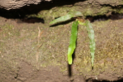 Asplenium attenuatum