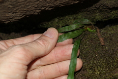 Asplenium attenuatum