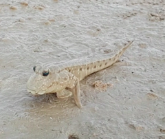 Periophthalmus waltoni