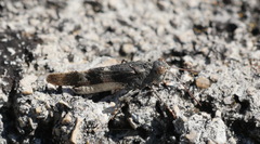 Oedipoda germanica meridionalis