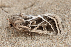 Leucochlaena fallax