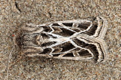 Leucochlaena fallax