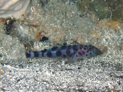 Thorogobius ephippiatus