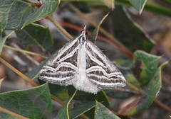 Dichromodes confluaria