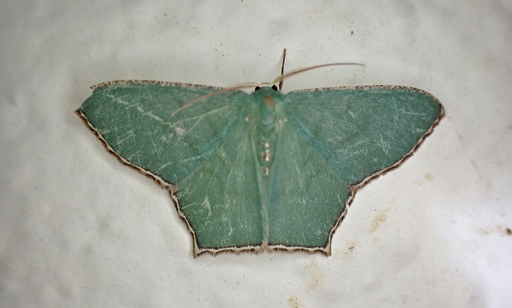 Antharmostes interalbicans