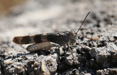 Oedipoda germanica meridionalis