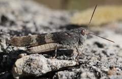Oedipoda germanica meridionalis