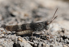 Oedipoda germanica meridionalis