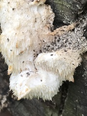 Hericium cirrhatum