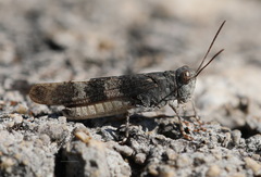 Oedipoda germanica meridionalis