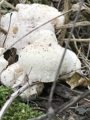 Hericium cirrhatum