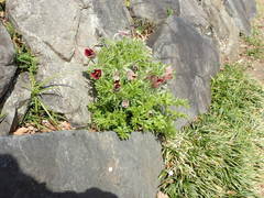 Pulsatilla cernua