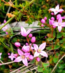 Boronia ovata