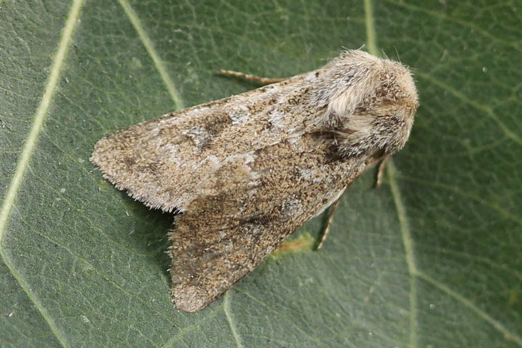 Pseudohadena cymatodes