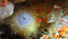 Ascidia mentula