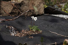 Viola chaerophylloides sieboldiana