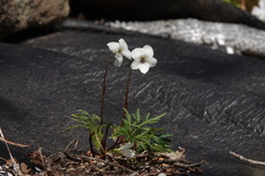 Viola chaerophylloides sieboldiana