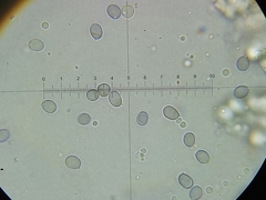 Saproamanita pruittii