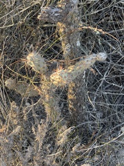 Cylindropuntia prolifera