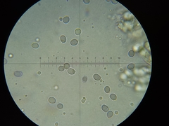 Saproamanita pruittii