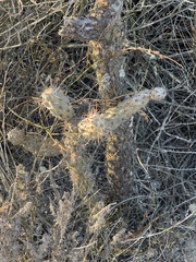 Cylindropuntia prolifera