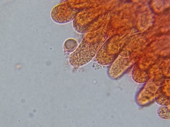 Saproamanita pruittii