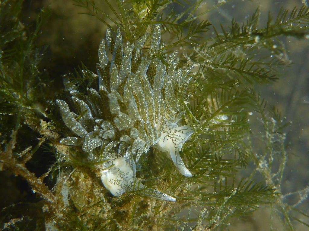 dendritic nudibranch