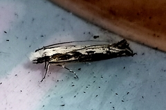 Erechthias fulguritella