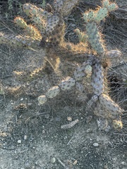 Cylindropuntia prolifera