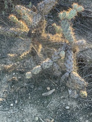 Cylindropuntia prolifera