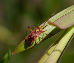 Pseudopantilius australis