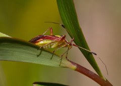 Pseudopantilius australis