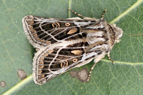 Ulochlaena hirta