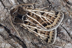 Xestia trifida