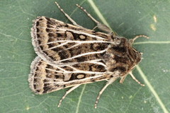 Xestia trifida