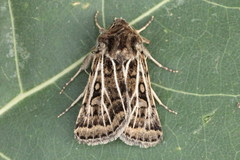 Xestia trifida