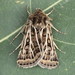 Xestia trifida - Photo (c) Andrey Ponomarev, some rights reserved (CC BY-NC), uploaded by Andrey Ponomarev