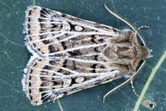 Xestia trifida