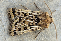 Xestia trifida