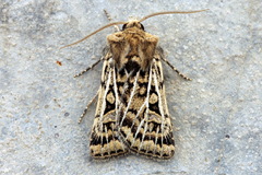 Xestia trifida