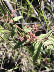 Commersonia breviseta