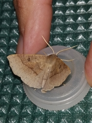 Crocallis dardoinaria