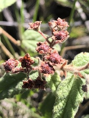 Commersonia breviseta