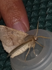 Crocallis dardoinaria