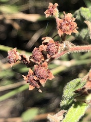 Commersonia breviseta