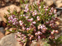 Erica lucida