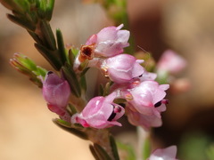 Erica lucida